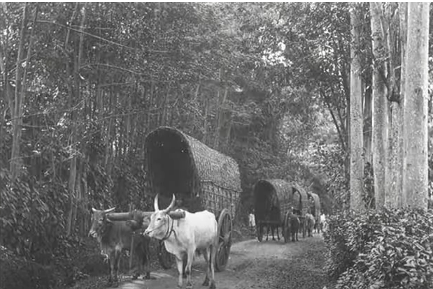 Foto retirada na nossa região.
Não especificamente em Cândido Mota, mas, dá para se ter uma ideia de como era o meio de transporte da época.
