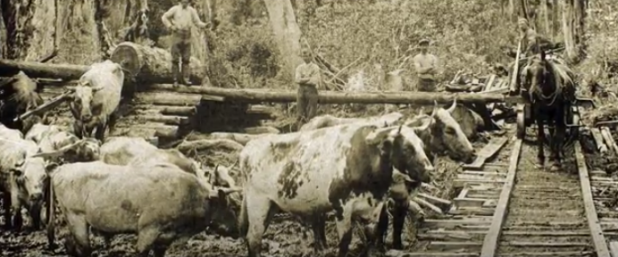 Animais (na foto bois) ajudando na construção da estrada de ferro