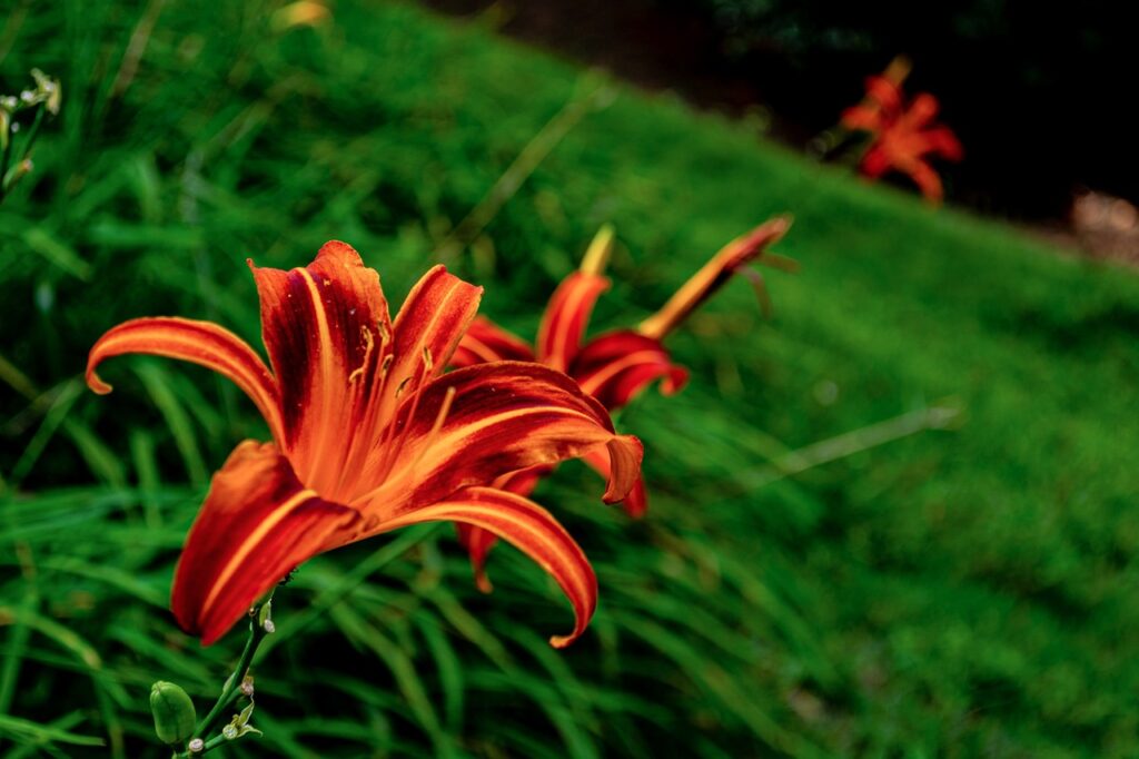 Ho'oponopono na prática 