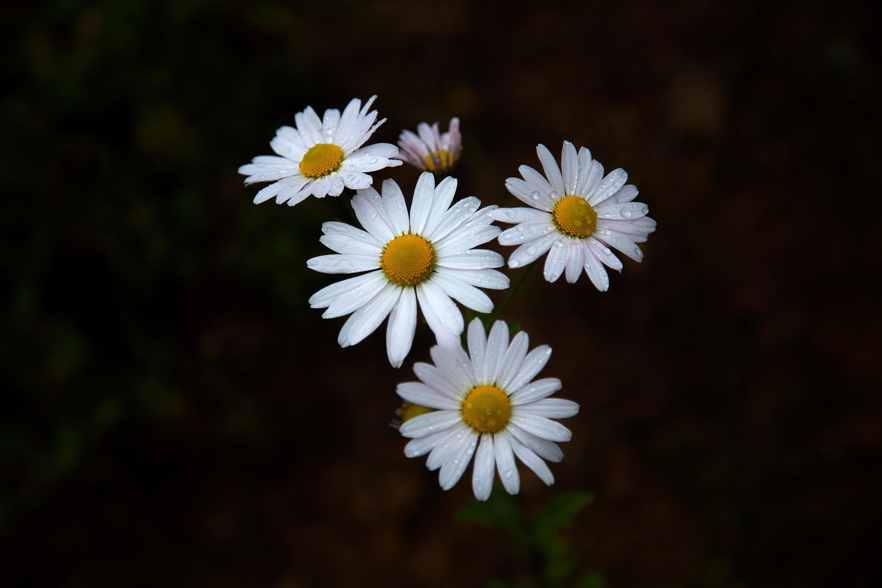 Descubra as benevolências do Ho'oponopono